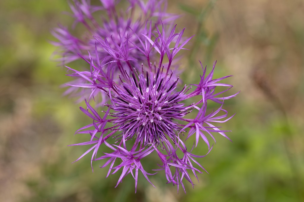 voornes duin tenellaplas Quackjeswater natuur natuurgebied natuurmonumenten hdr duinen Zuid Hollands landschap polder bossen natuurreservaat Natura 2000